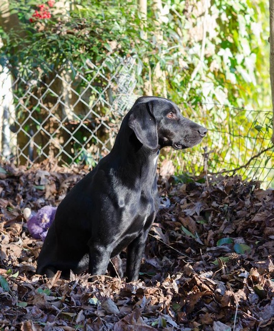Labrador Friends of the South - Available Labs Betts-15