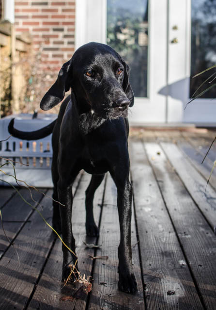 Labrador Friends of the South - Available Labs Betts 5