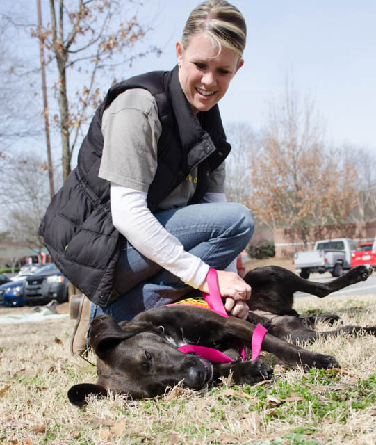 Labrador Friends of the South - Available Lab Gypsy-2