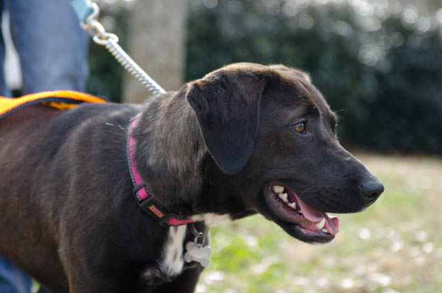 Labrador Friends of the South - Available Lab Gypsy_