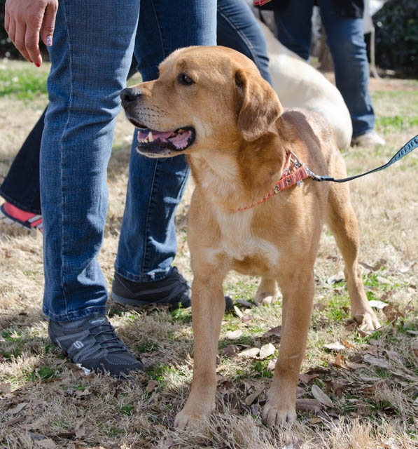 Labrador Friends of the South - Available Lab Yogi-11