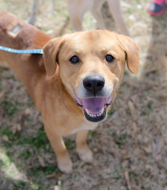 Labrador Friends of the South - Available Lab Ypgi