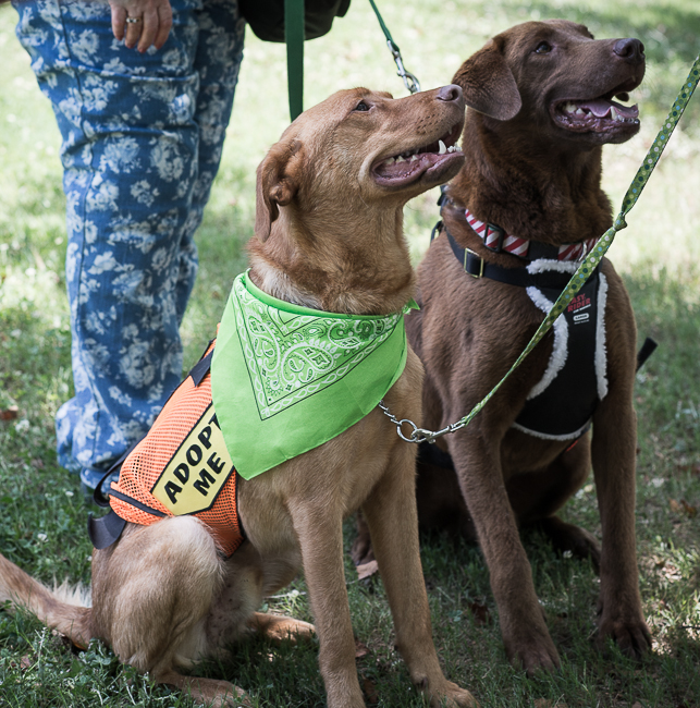 Labrador Friends Available Lab _ Big Ben-7