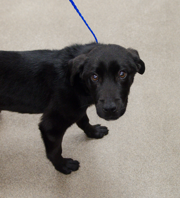 Labrador Friends of the South - Availabe Lab Guinness