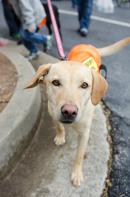 Labrador Friends of the South - Available Lab Ginger-4
