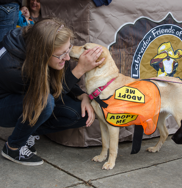 Labrador Friends of the South - Available Lab Ginger-5