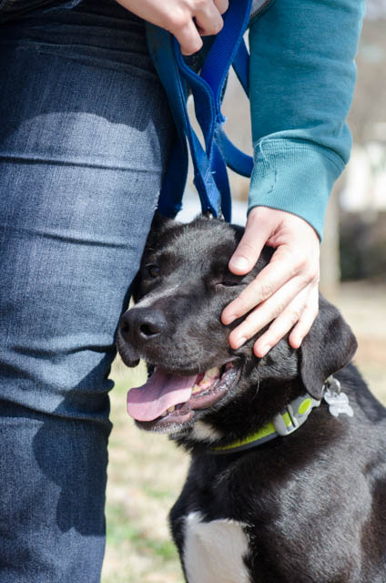 Labrador Friends of the South - Available Lab Marco-12