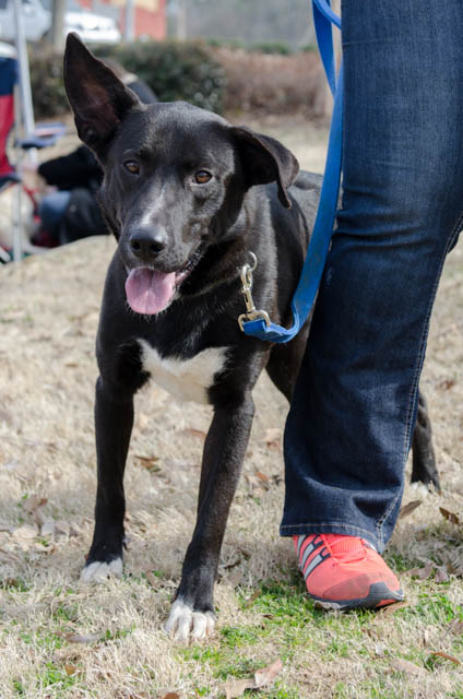 Labrador Friends of the South - Available Lab Marco-3