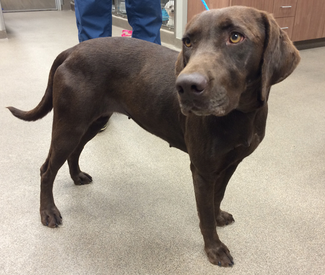 LFS_AvailableDog_2014_Mandie5