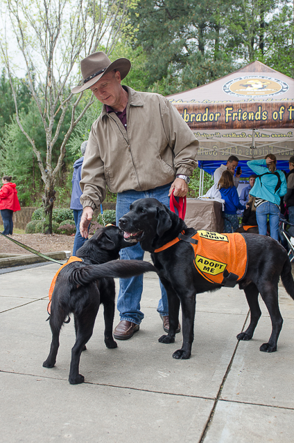 Labrador Friends of the South - Available Lab Adonis-3