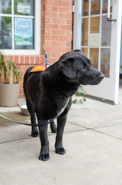 Labrador Friends of the South - Available Lab Adonis-5