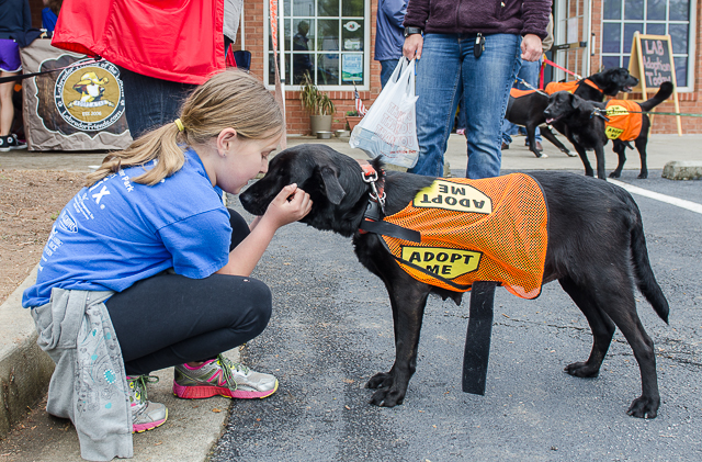 Labrador Friends of the South - Available Lab Autumn