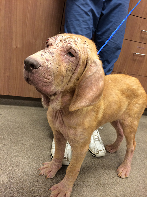 LFS_AvailableDog_LoisLane3