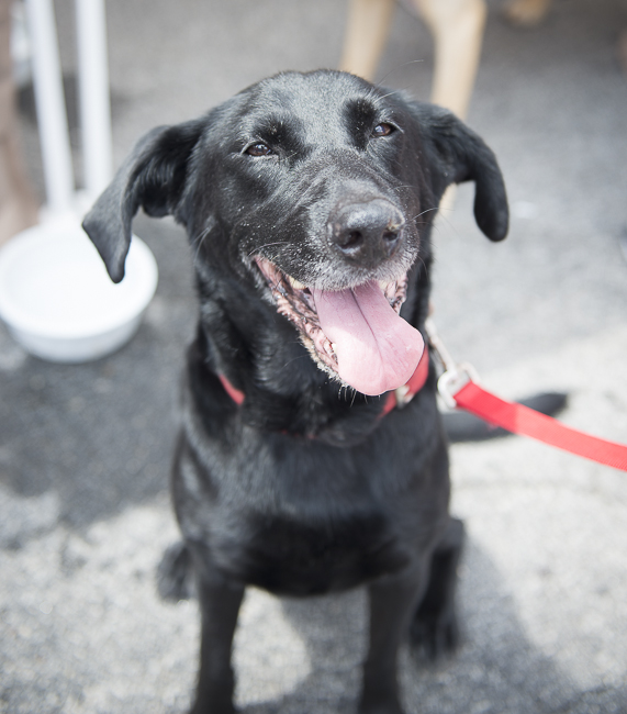 Labrador Friends Available Lab _Freya-5