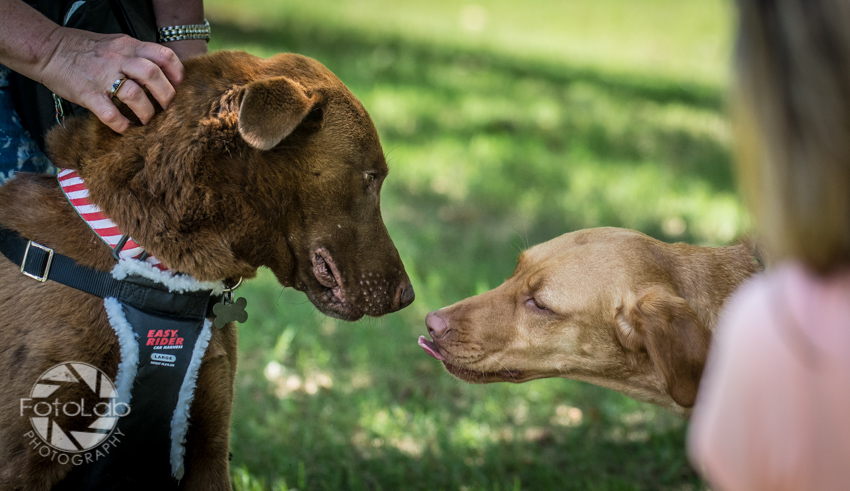 Labrador Friends of the South Adoption Day 6-14-195