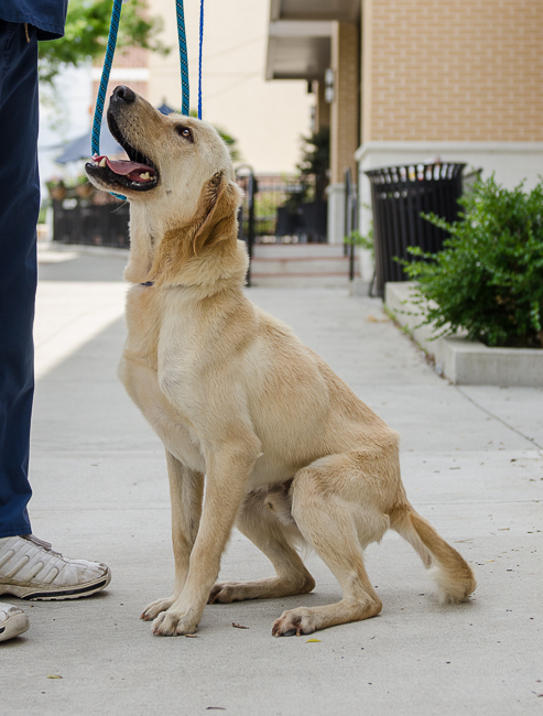 Labrador Friends of the South - Available Lab Bama (1 of 1)-4