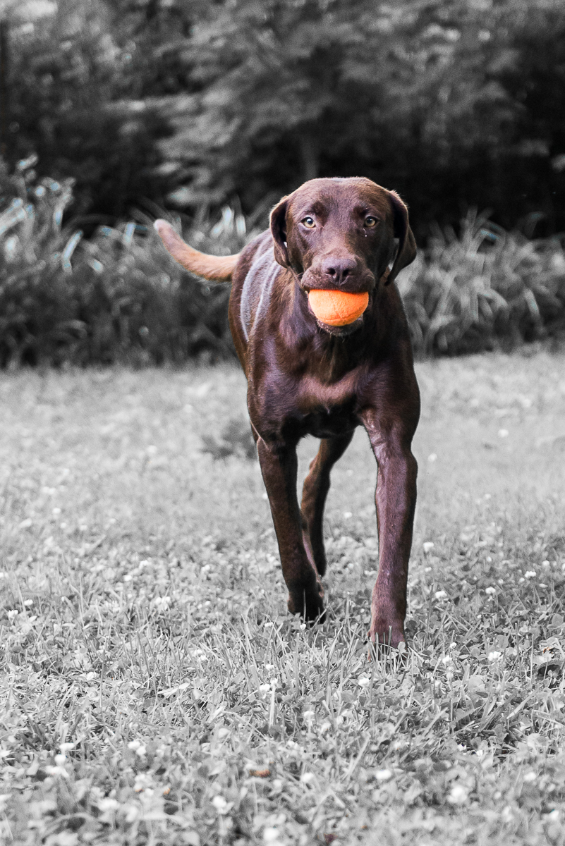 Labrador Friends Available Lab _ Coco-11