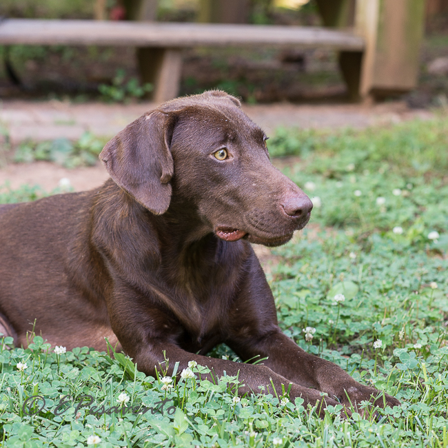 Labrador Friends Available Lab _ Coco-6