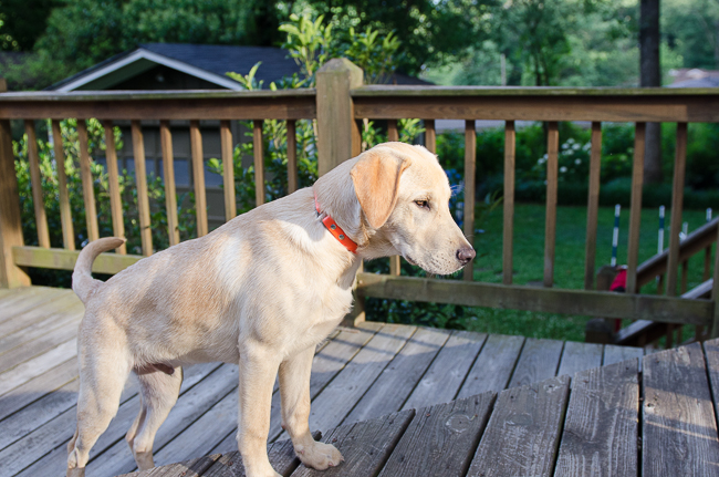 Labrador Friends of the South - Available Lab Gator-3