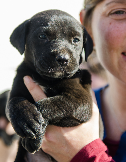 Labrador Friends of the South - Available Lab Puppy 2-3