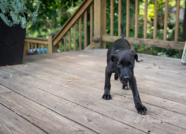 LFS_AvailableDog2014_Sadie