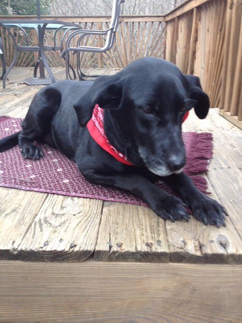 LFS_AvailableDog2015_Freya12