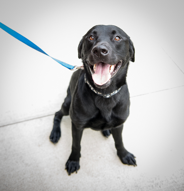 Labrador Friends Available Lab Sebastian-12
