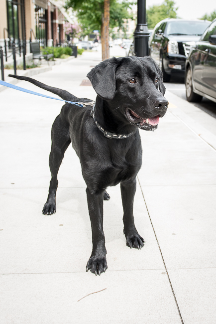 Labrador Friends Available Lab Sebastian-5