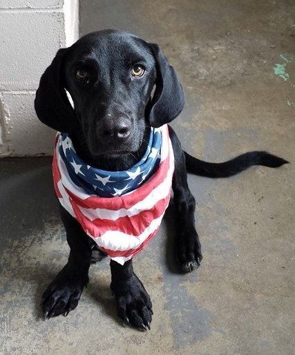 Labrador Friends of the South - Available Lab Brody the Bassador 3