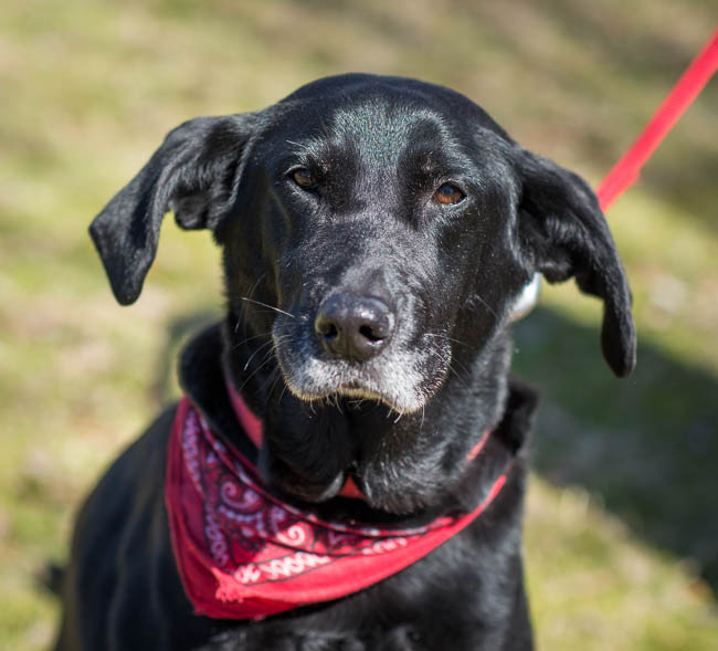 Labrador Friends of the South - Available Lab Freya (1 of 1)-10