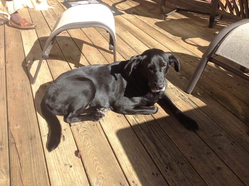 Labrador Friends of the South - Available Lab Freya 1