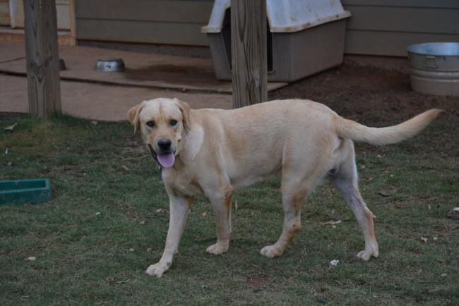 Labrador Friends of the South _ Available Lab Bear 2