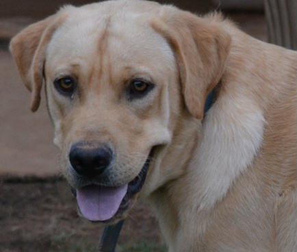 Labrador Friends of the South _ Available Lab Bear 4