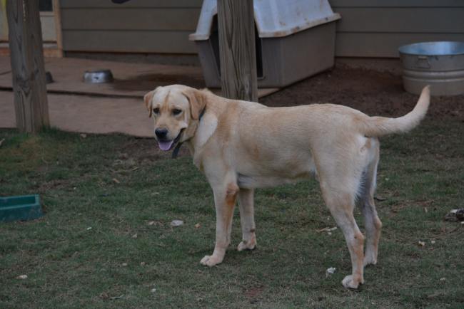 Labrador Friends of the South _ Available Lab Bear 5