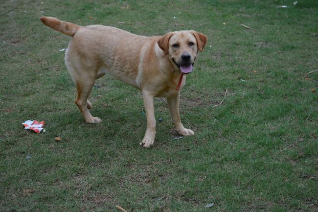 Labrador Friends of the South _ Available Lab Cissy 1