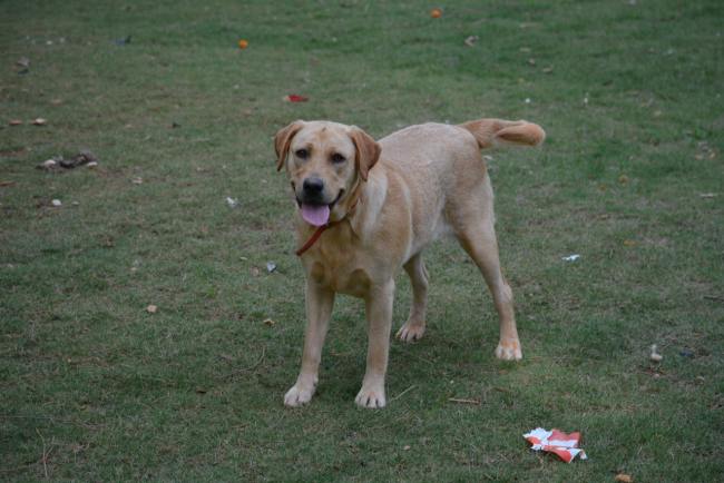 Labrador Friends of the South _ Available Lab Cissy 4