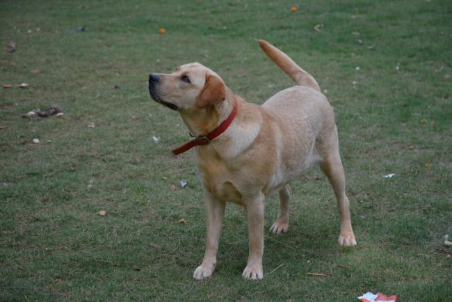 Labrador Friends of the South _ Available Lab Cissy 5