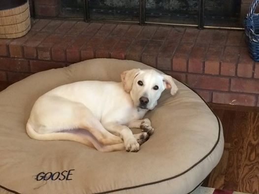 LFS_AvailableDog2014_Squiggles5.jpg