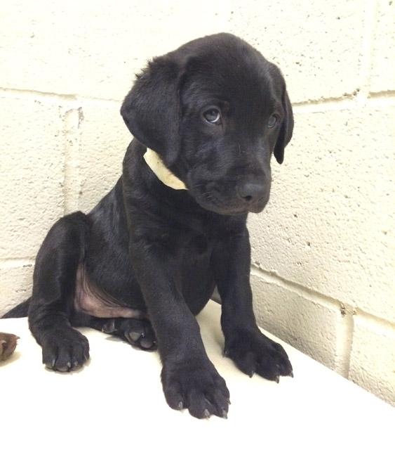 LFS_AvailableDog2014_Reagan3