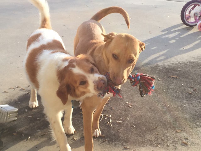 LFS_AvailableDog2014_Daisy14