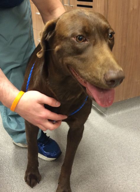 Labrador Friends of the South - Available Lab Cappi 2