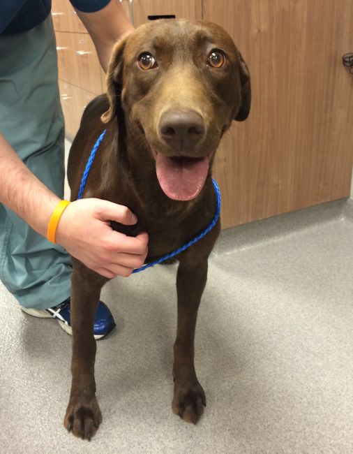 Labrador Friends of the South - Available Lab Cappi 3