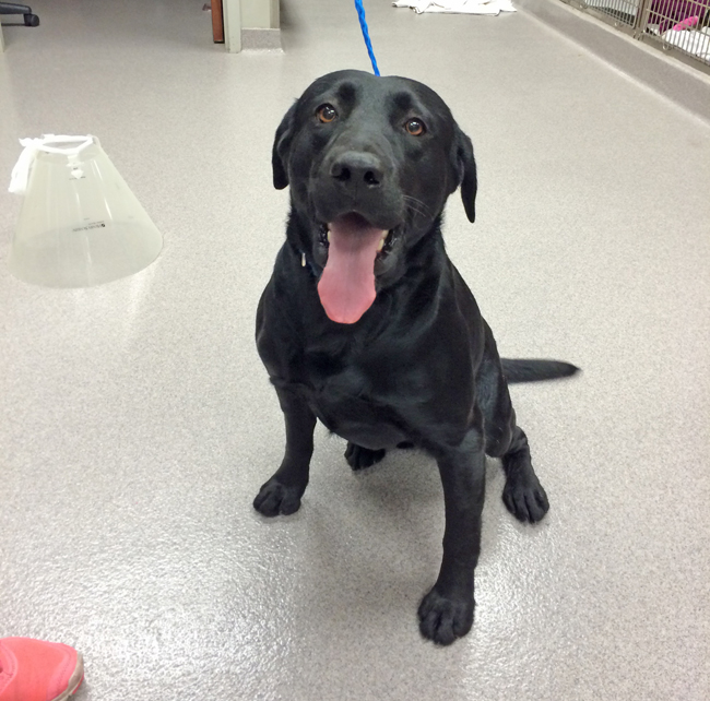 LFS_AvailableDog2014_Jonathan12