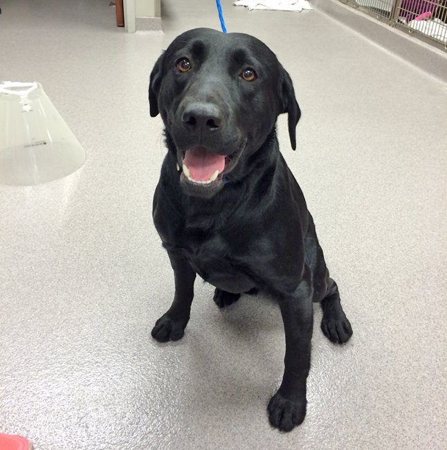 LFS_AvailableDog2014_Jonathan13