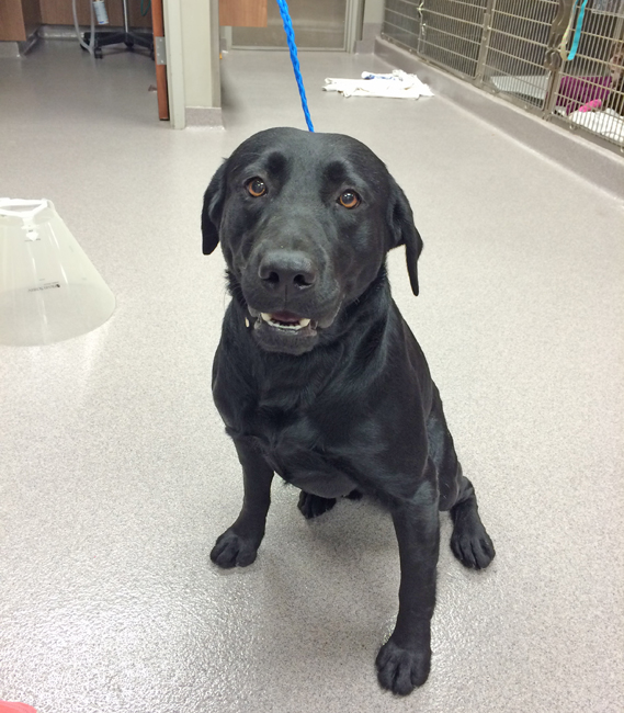 LFS_AvailableDog2014_Jonathan14