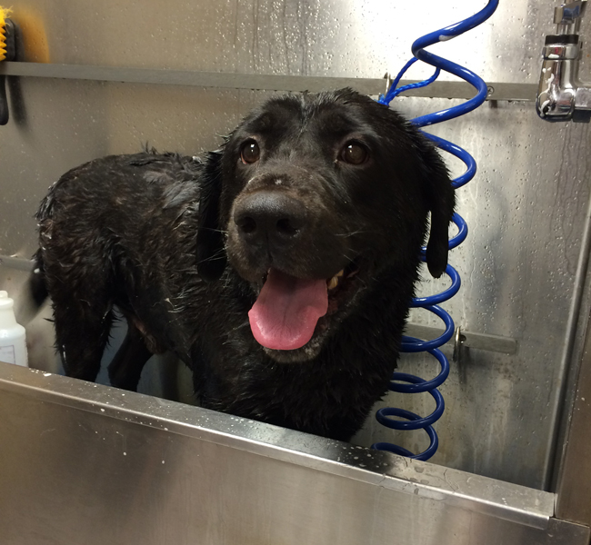 LFS_AvailableDog2014_Levi1