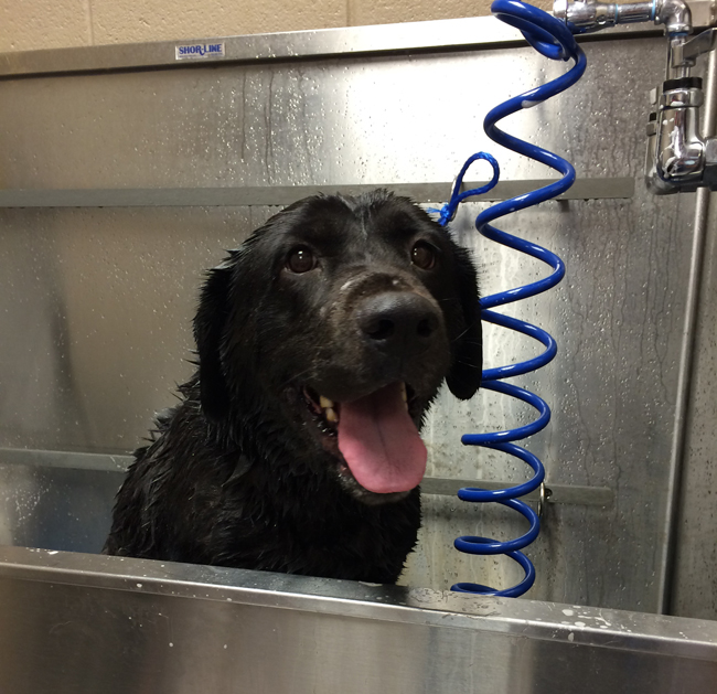 LFS_AvailableDog2014_Levi12