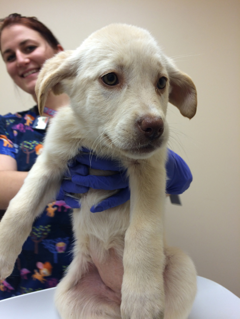 LFS_AvailableDog2015_Feta1