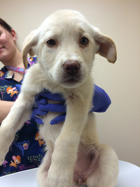 LFS_AvailableDog2015_Feta12