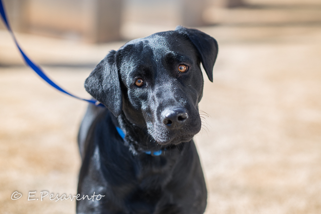 Labrado Friends Available Lab - Jonathan (1 of 1)-12